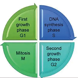 侵袭性脑膜瘤 abemacicib对特定突变携带者有效